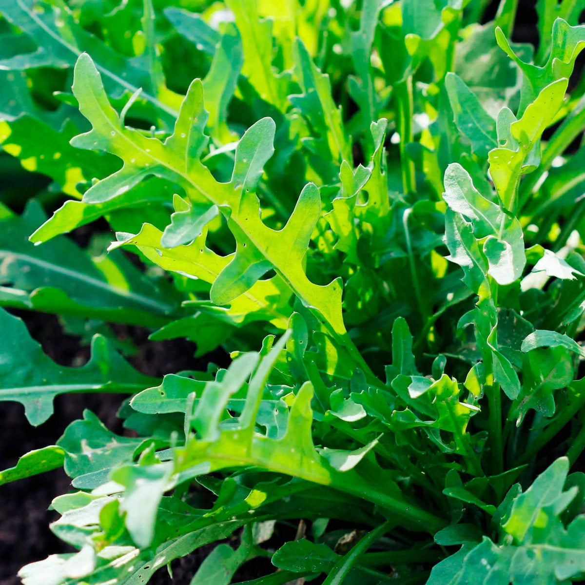Arugula Rocket Seeds - Heirloom Vegetable Plant for Home Gardens