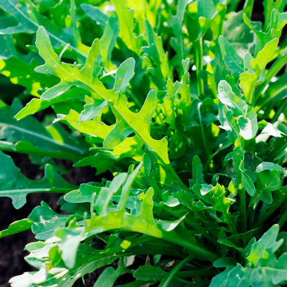 Arugula Rocket Seeds - Heirloom Vegetable Plant for Home Gardens