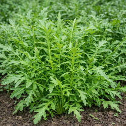 Arugula Rocket Seeds - Heirloom Vegetable Plant for Home Gardens