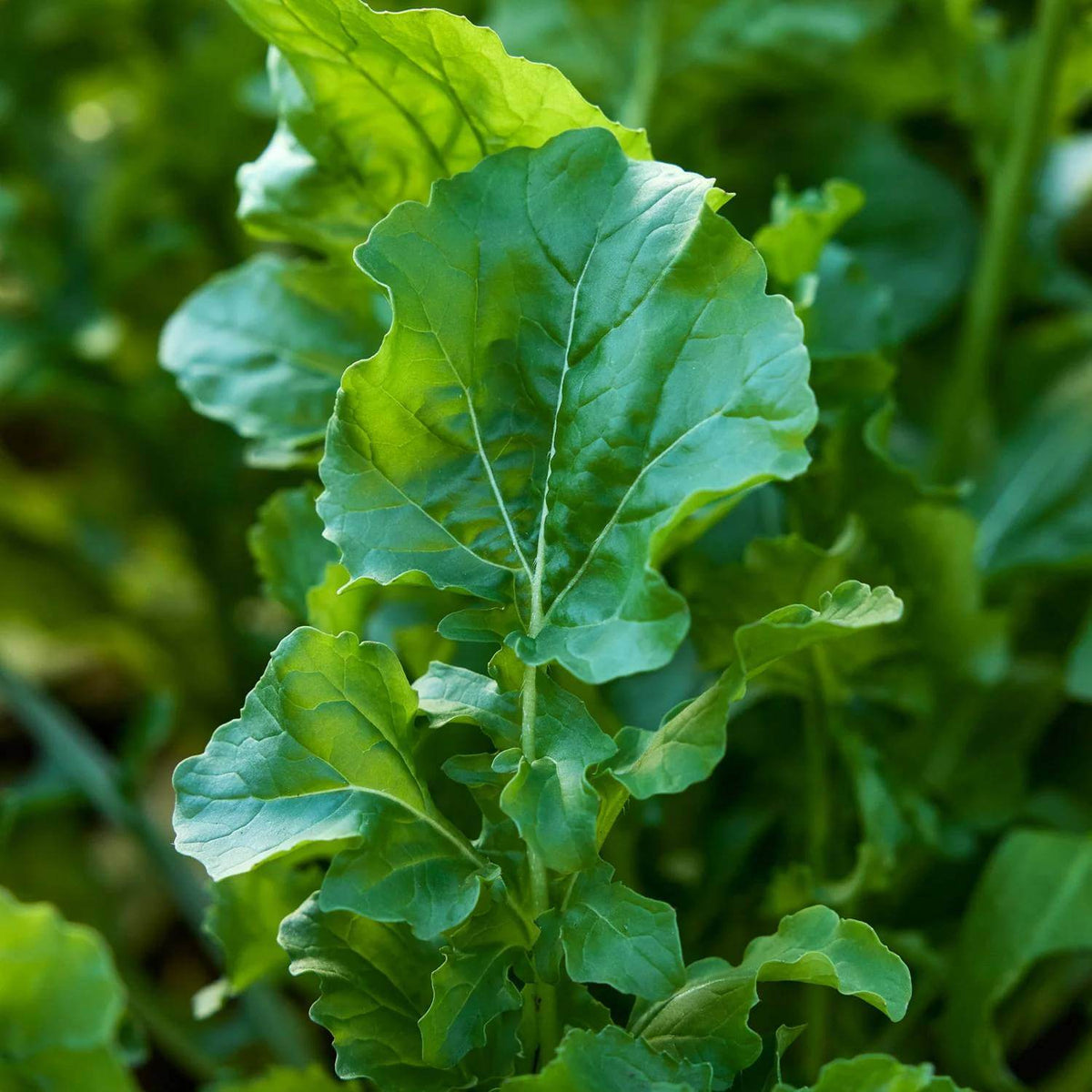 Arugula Rocket Seeds - Heirloom Vegetable Plant for Home Gardens
