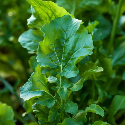 Arugula Rocket Seeds - Heirloom Vegetable Plant for Home Gardens