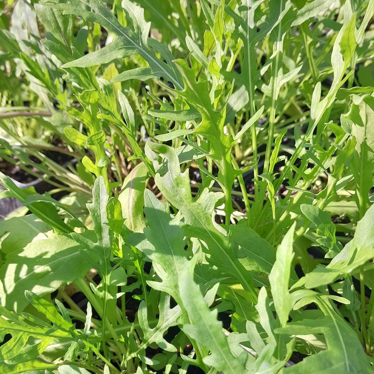 Arugula Rocket Seeds - Heirloom Vegetable Plant for Home Gardens