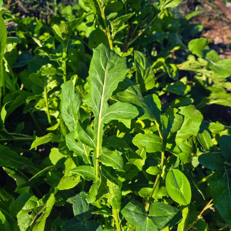Arugula Seeds