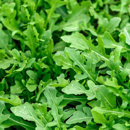 Arugula Seeds