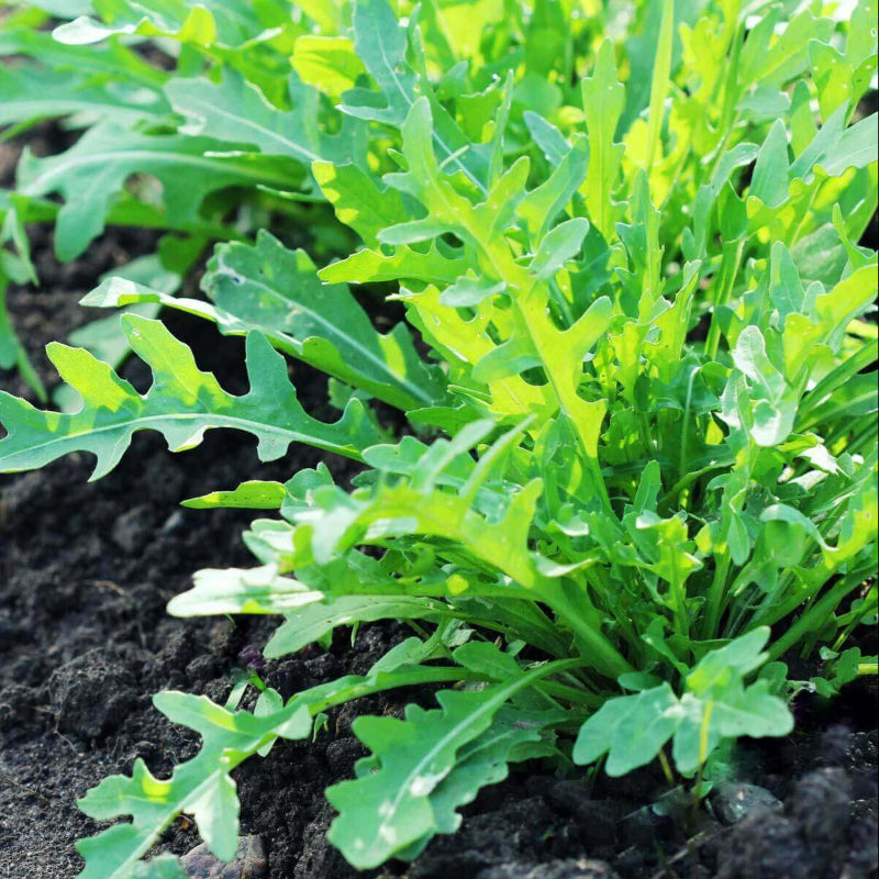 Arugula Seeds