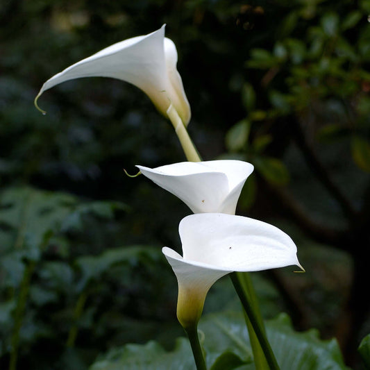 Arum Lily Seeds - Heirloom Flower Plant for Home Gardens
