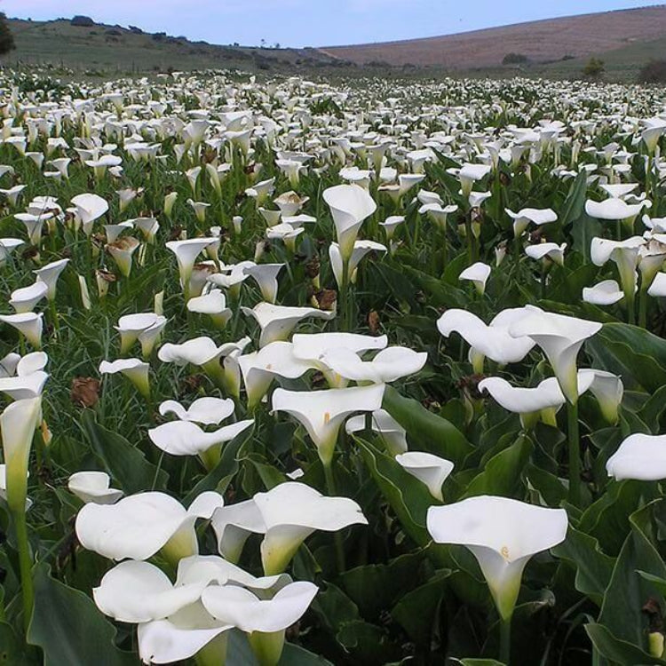 Arum Lily Seeds - Heirloom Flower Plant for Home Gardens