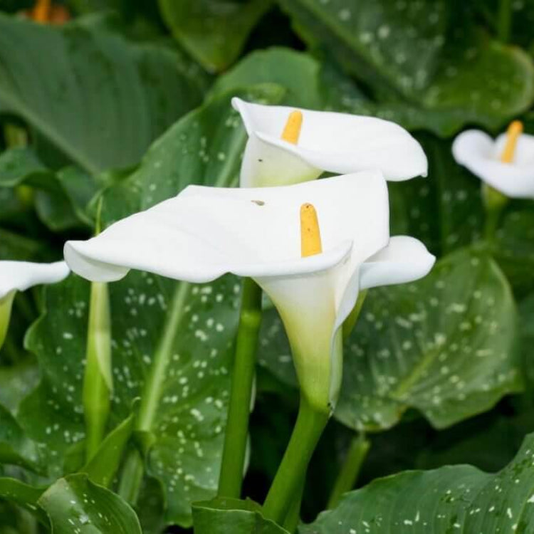 Arum Lily Seeds - Heirloom Flower Plant for Home Gardens