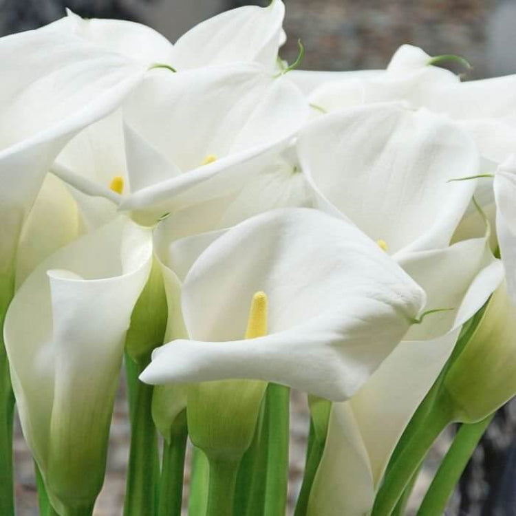 Arum Lily Seeds - Heirloom Flower Plant for Home Gardens
