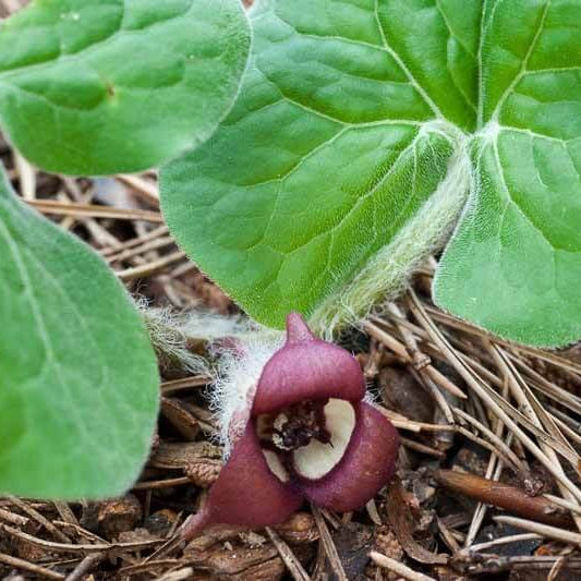 Asarum Canadense Wild Ginger Seeds 