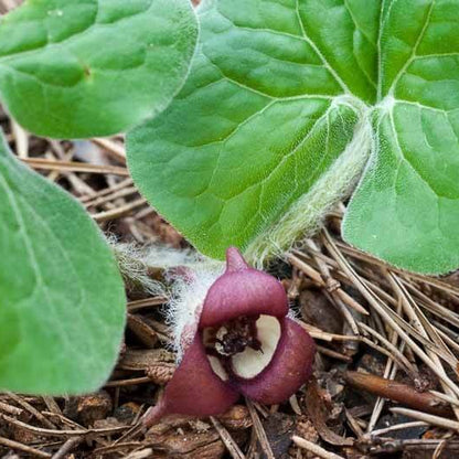 Asarum Canadense Wild Ginger Seeds 