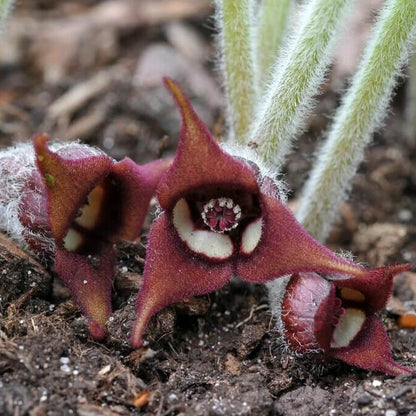 Asarum Canadense Wild Ginger Seeds 