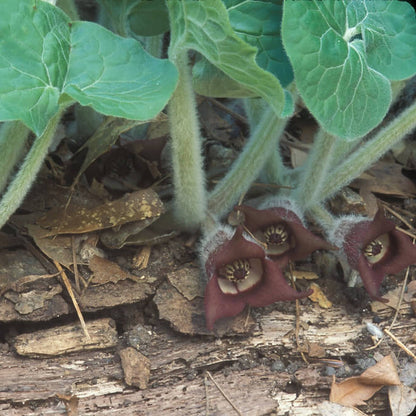 Asarum Canadense Wild Ginger Seeds 