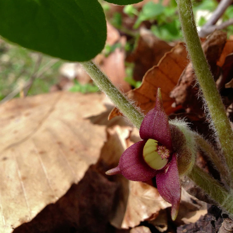 Asarum Canadense Wild Ginger Seeds 