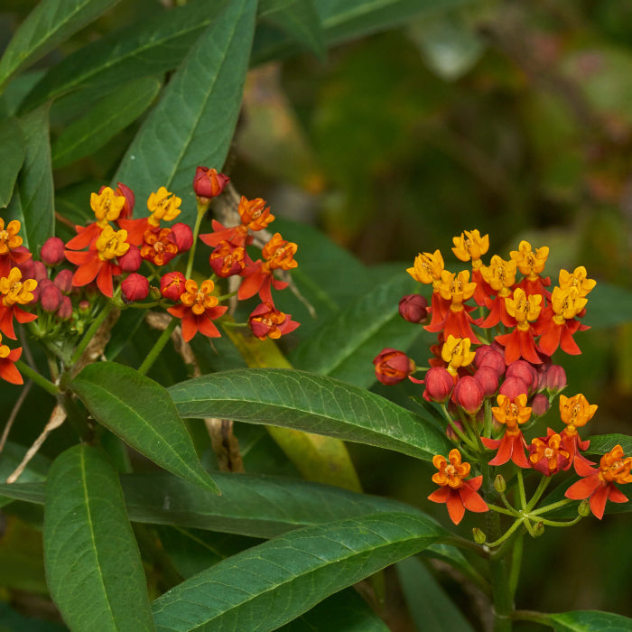 Asclepias Curassavica Seeds - Flower Plant