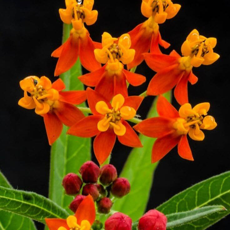 Asclepias Curassavica Seeds - Flower Plant