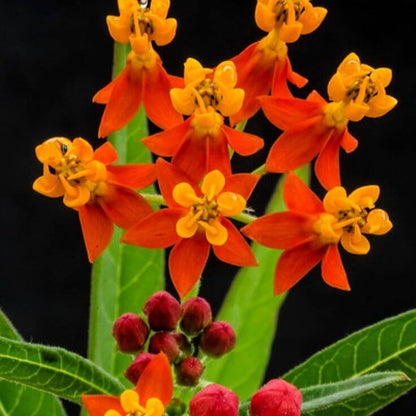 Asclepias Curassavica Seeds - Flower Plant
