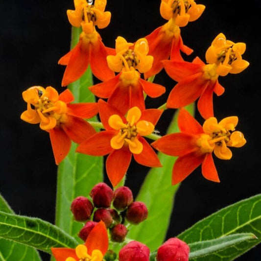 Asclepias Curassavica Seeds - Flower Plant