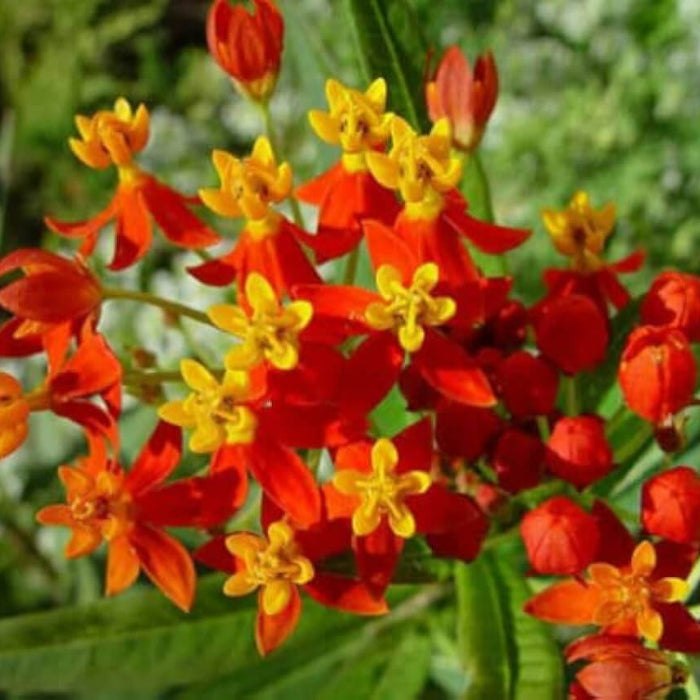 Asclepias Curassavica Seeds - Flower Plant