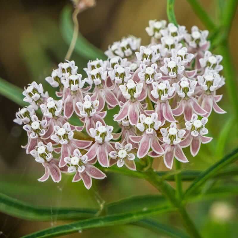 Asclepias Fascicularis Seeds - Flower Plant