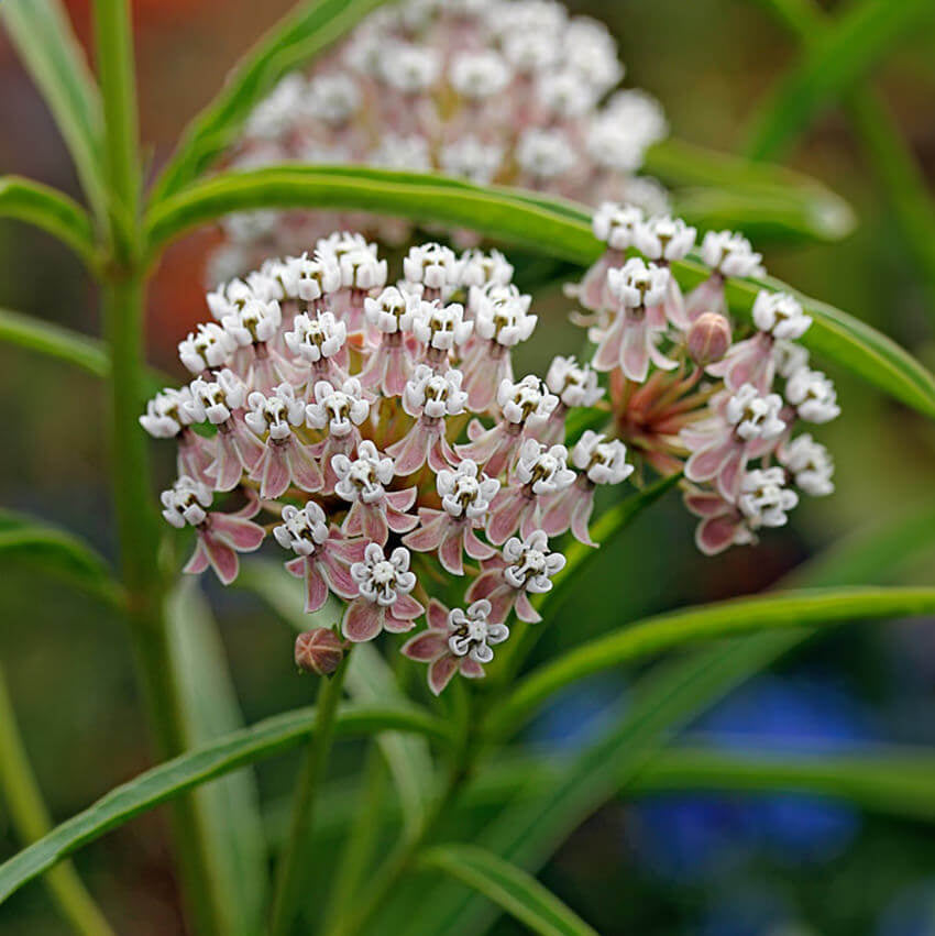 Asclepias Fascicularis Seeds - Flower Plant