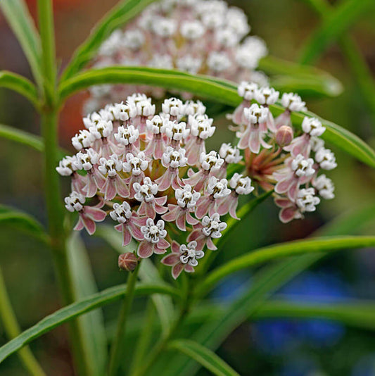 Asclepias Fascicularis Seeds - Flower Plant