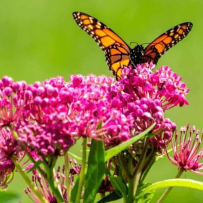Asclepias Seeds - Flower Plant for Home Gardens
