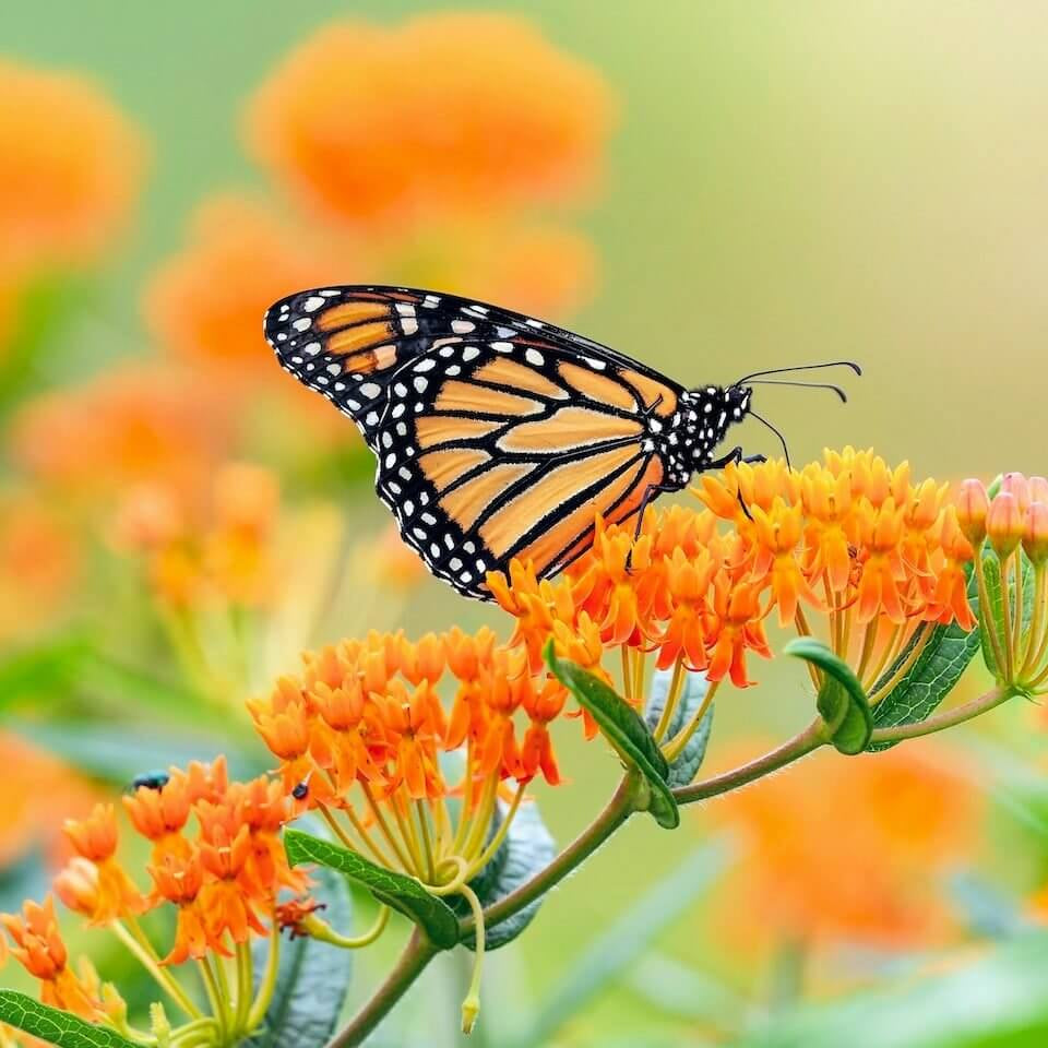 Asclepias Seeds - Flower Plant for Home Gardens