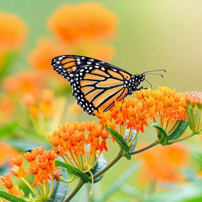 Asclepias Seeds - Flower Plant for Home Gardens