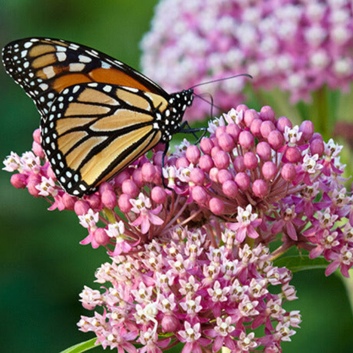 Asclepias Seeds - Flower Plant for Home Gardens