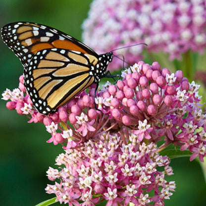 Asclepias Seeds - Flower Plant for Home Gardens