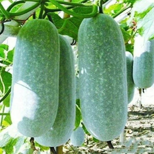 Ash Gourd seeds - Vegetable Plant