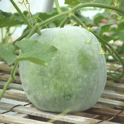 Ash Gourd seeds - Vegetable Plant