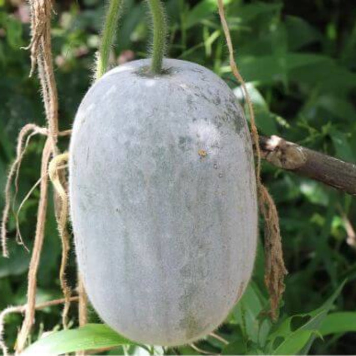 Ash Gourd seeds - Vegetable Plant