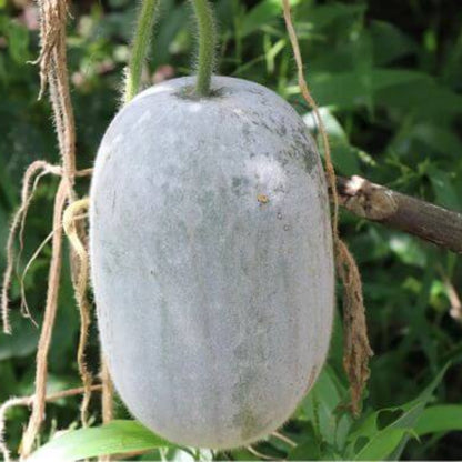 Ash Gourd seeds - Vegetable Plant
