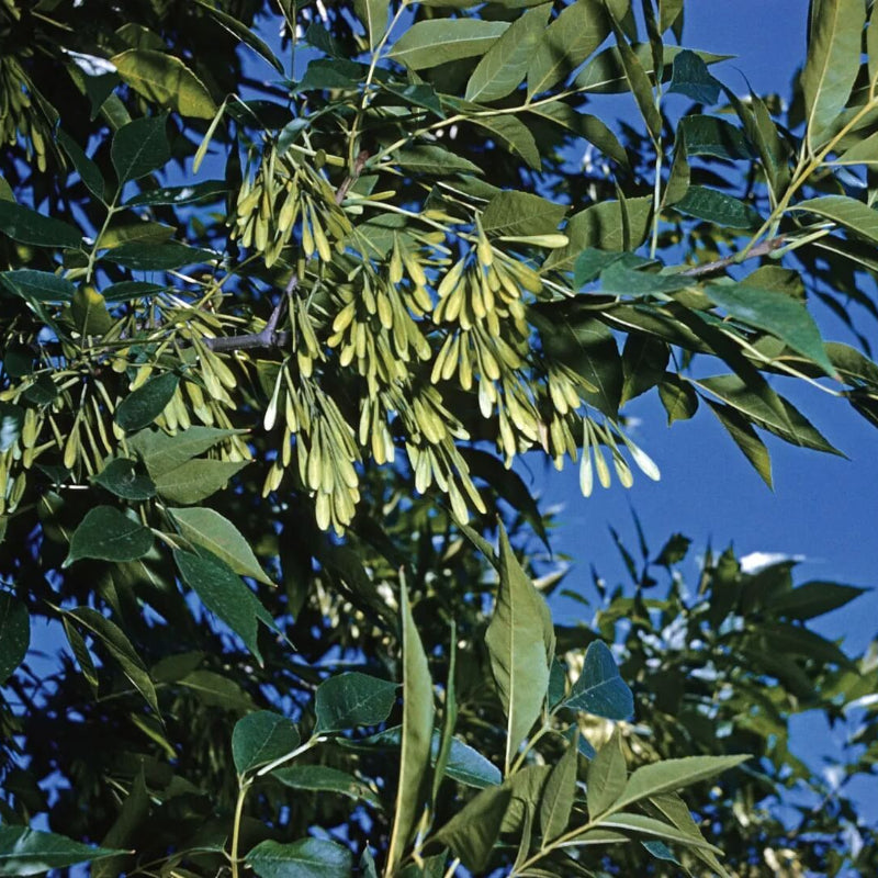 Ash Tree Seeds