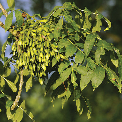 Ash Tree Seeds