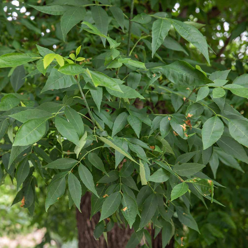 Ash Tree Seeds