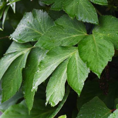 Ashitaba Plant Seeds