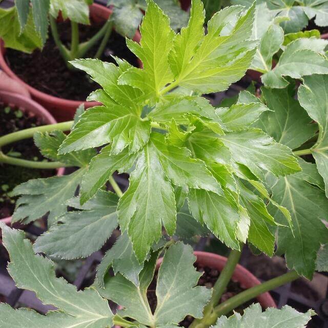 Ashitaba Plant Seeds