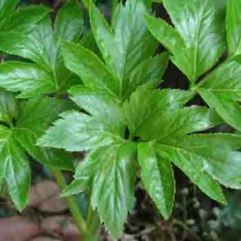 Ashitaba Seeds - Herbal Plant