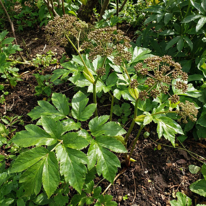 Ashitaba Seeds 