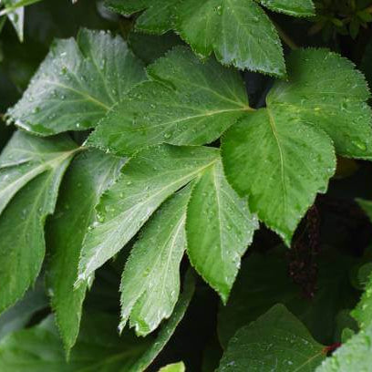 Ashitaba Seeds 