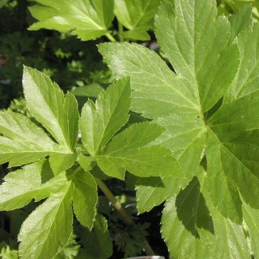 Ashitaba Seeds