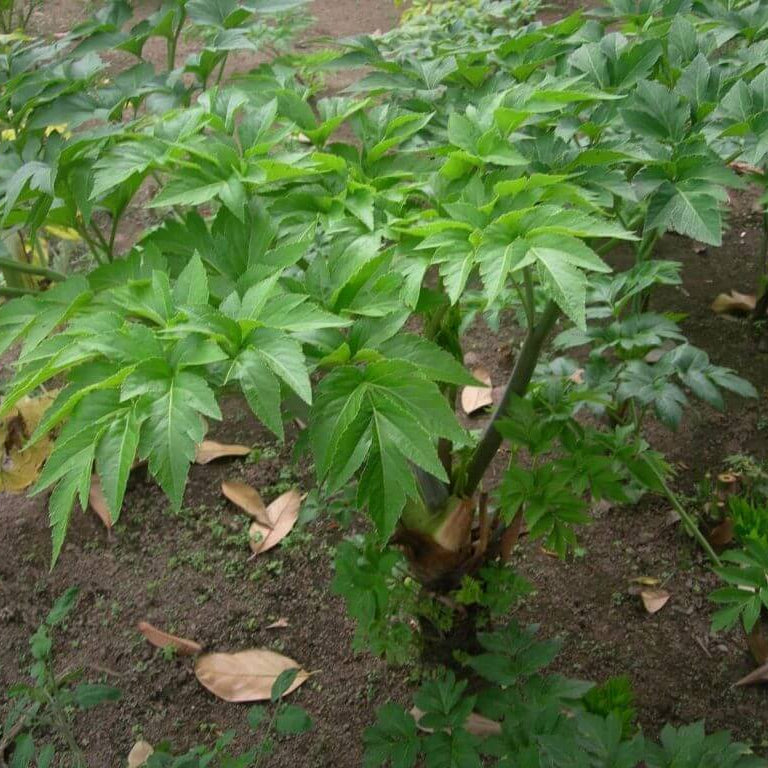 Ashitaba Seeds 