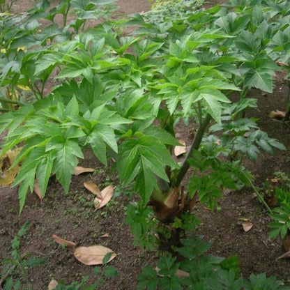 Ashitaba Seeds 