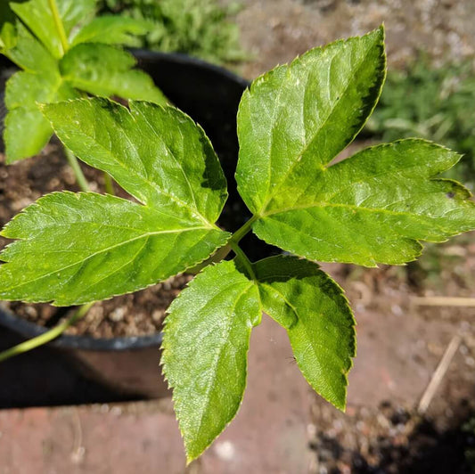 Ashitaba Seeds For Planting 