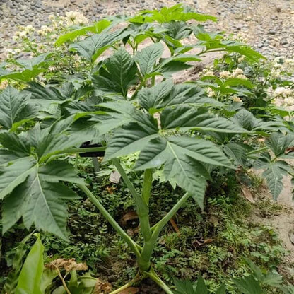 Ashitaba Superfood Seeds
