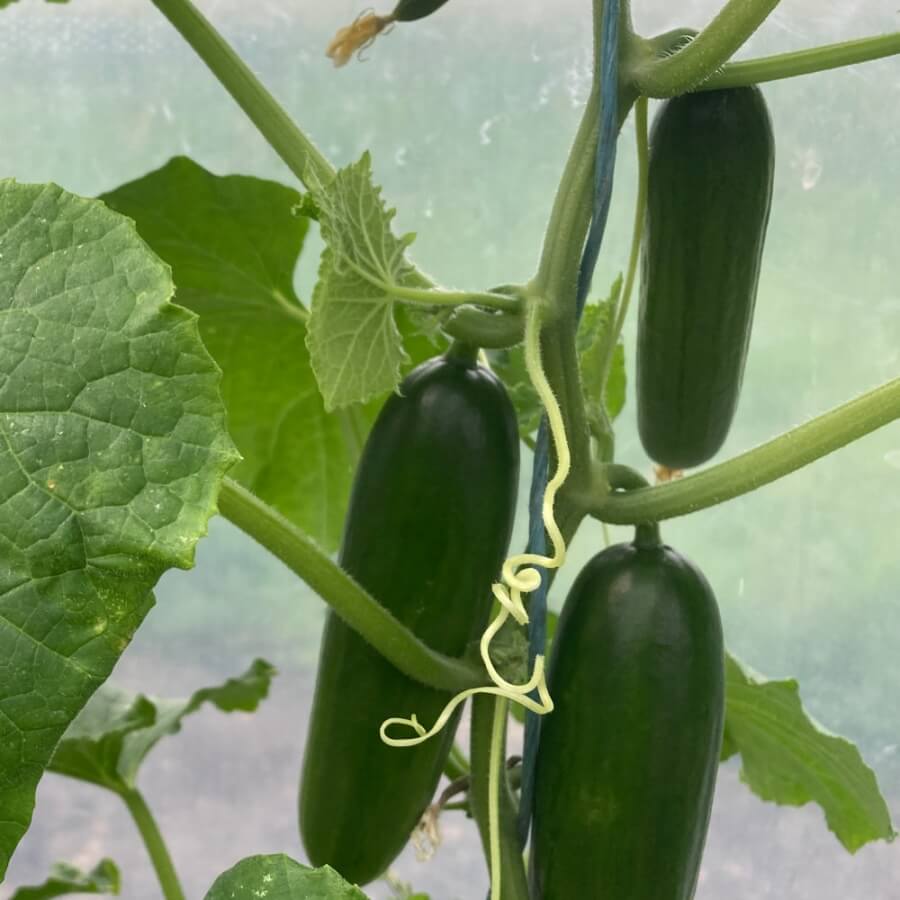 Ashley cucumber seeds - Vegetable Plant