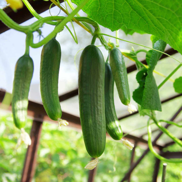 Ashley cucumber seeds - Vegetable Plant